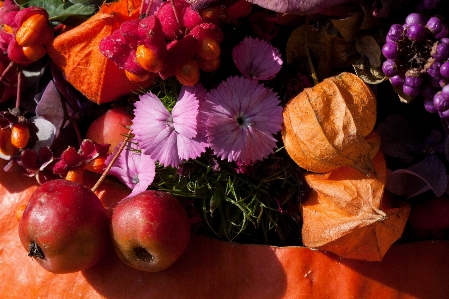 Nature plant fruit leaf Photo