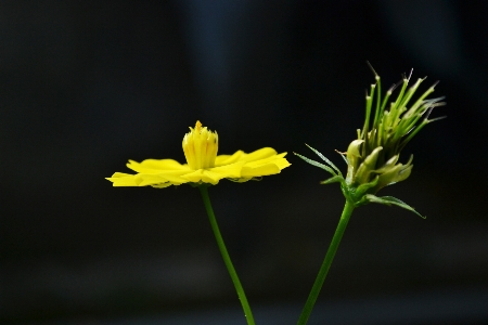 Nature plant leaf flower Photo