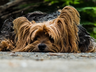 Foto Cachorro perro mamífero vertebrado
