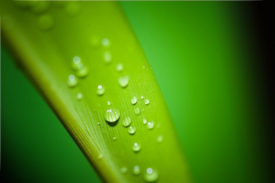 Water nature grass droplet