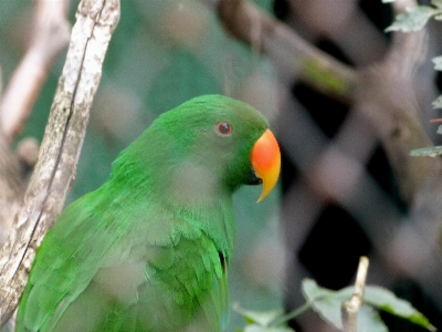 Nature bird animal wildlife Photo