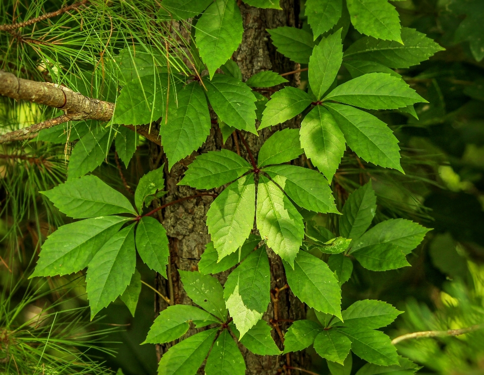 árvore floresta filial plantar