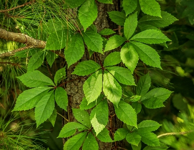 Foto árvore floresta filial plantar