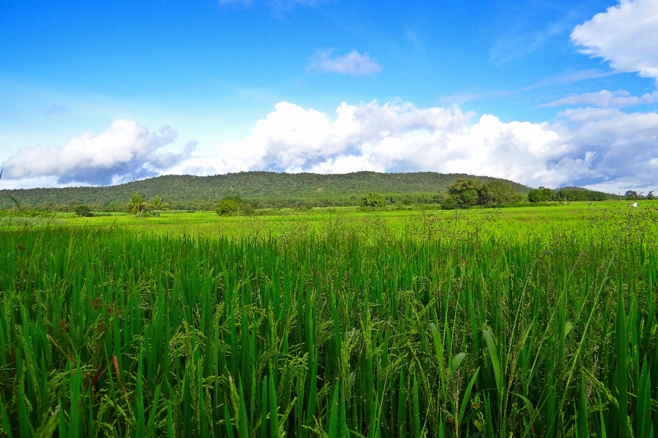 Landscape grass horizon marsh