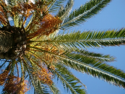 Foto Pohon cabang tanaman langit