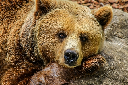 Zdjęcie Natura zwierzę niedźwiedź dzikiej przyrody