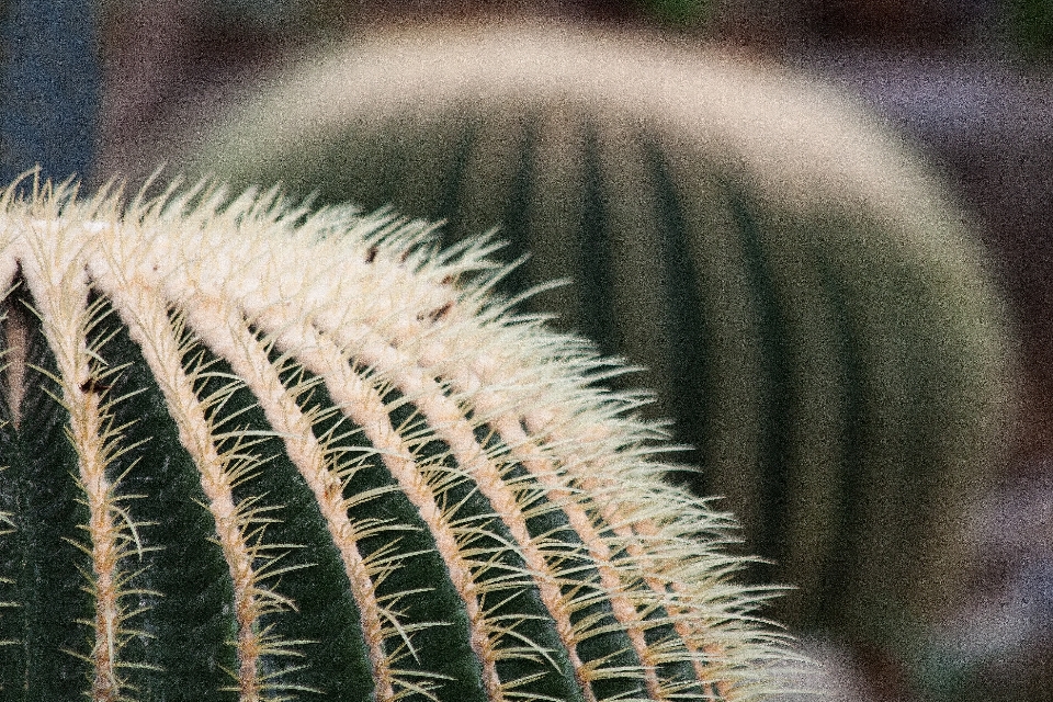 Natureza grama espinhoso
 cacto
