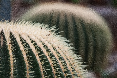 Foto Natureza grama espinhoso
 cacto
