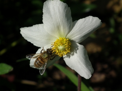 Nature blossom plant white Photo