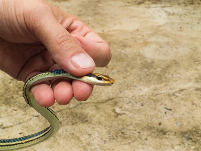 Foto Mano animal dedo pequeño