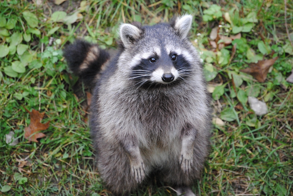 Animal faune mammifère fauna