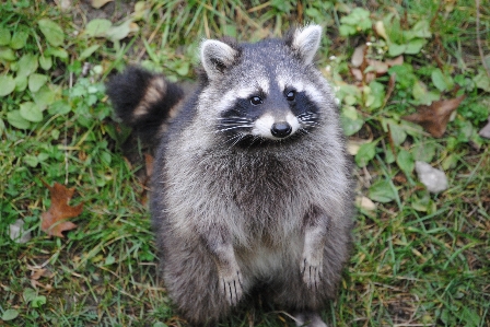 動物 野生動物 哺乳類 fauna 写真