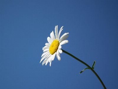 Branch blossom plant sky Photo