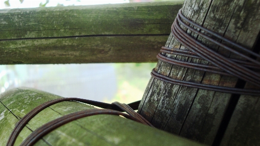 Baum natur holz blatt Foto