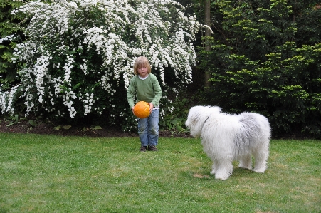 Meadow play boy dog Photo