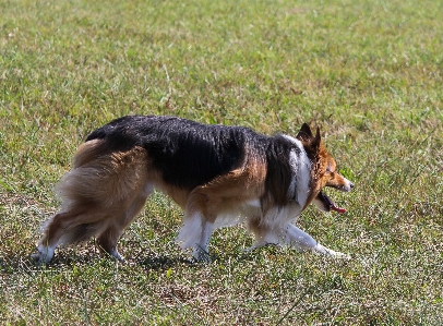 Foto Bekerja rumput anak anjing