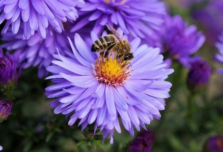 Plant flower purple petal Photo