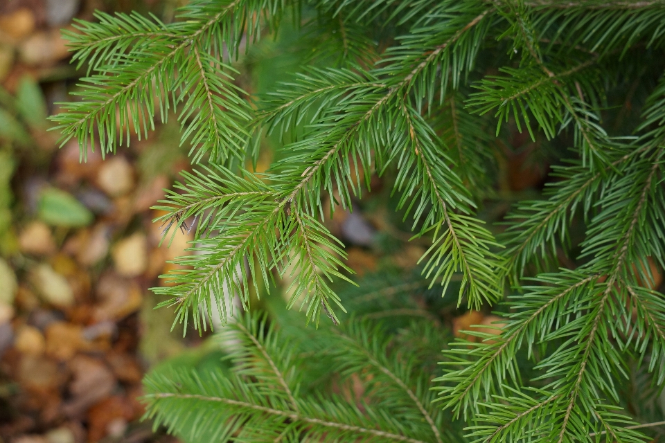 Albero ramo pianta foglia