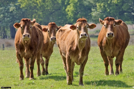 Landscape nature field farm Photo