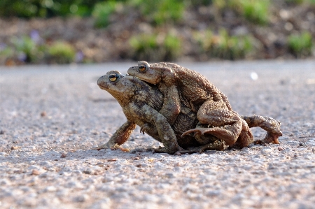 Escape old wildlife love Photo