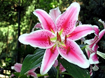 Foto Planta flor pétalo primavera