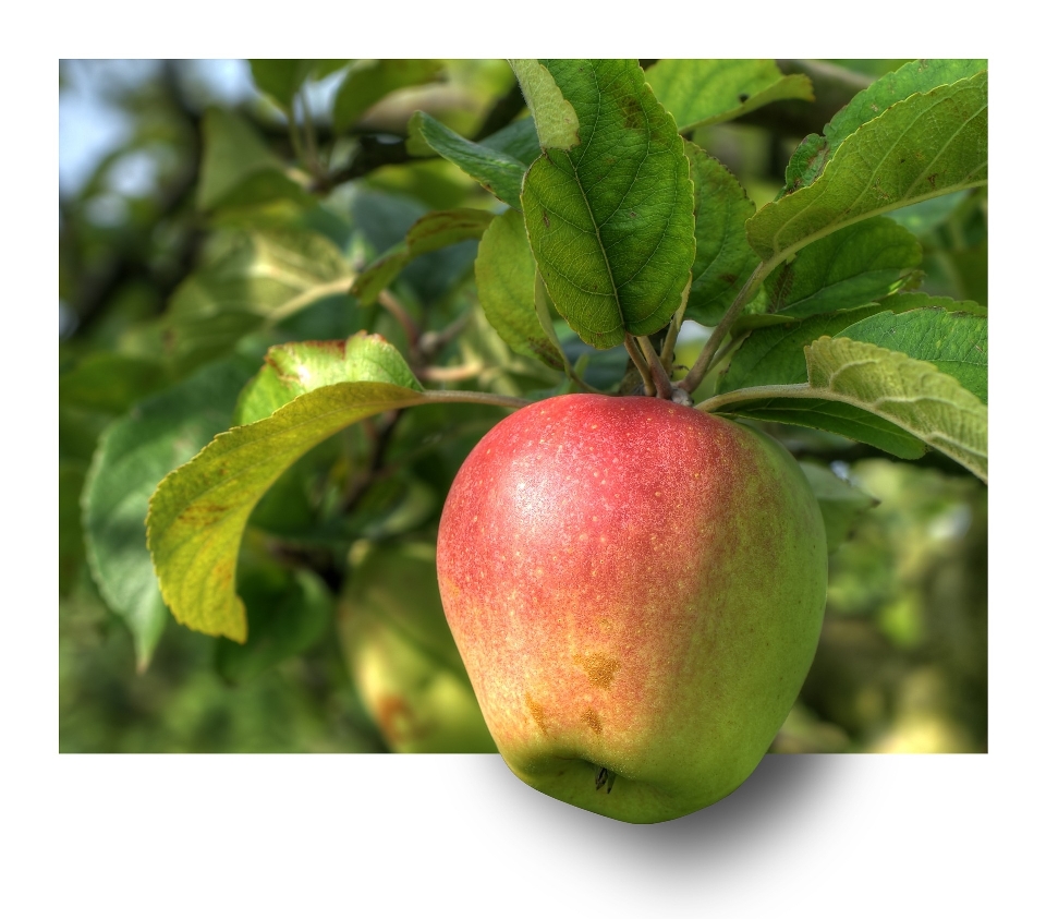 Apple branch plant fruit