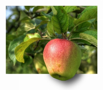 Apple branch plant fruit Photo