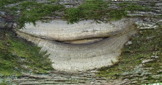 Foto árvore natureza floresta plantar