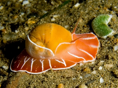 Natur ozean tier unter wasser Foto