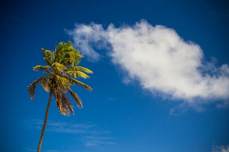 Beach tree nature horizon Photo