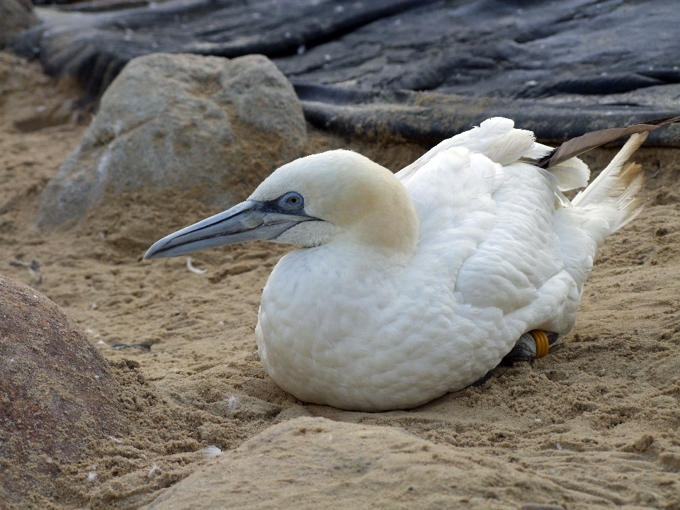 Oiseau aile blanc animal