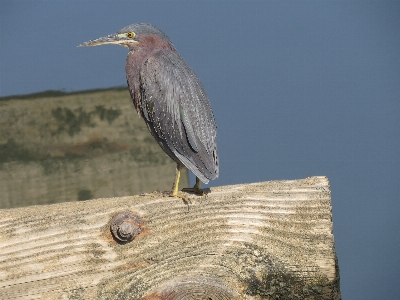 Photo Extérieur oiseau aile animal