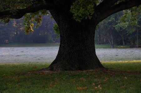 Tree nature forest grass Photo