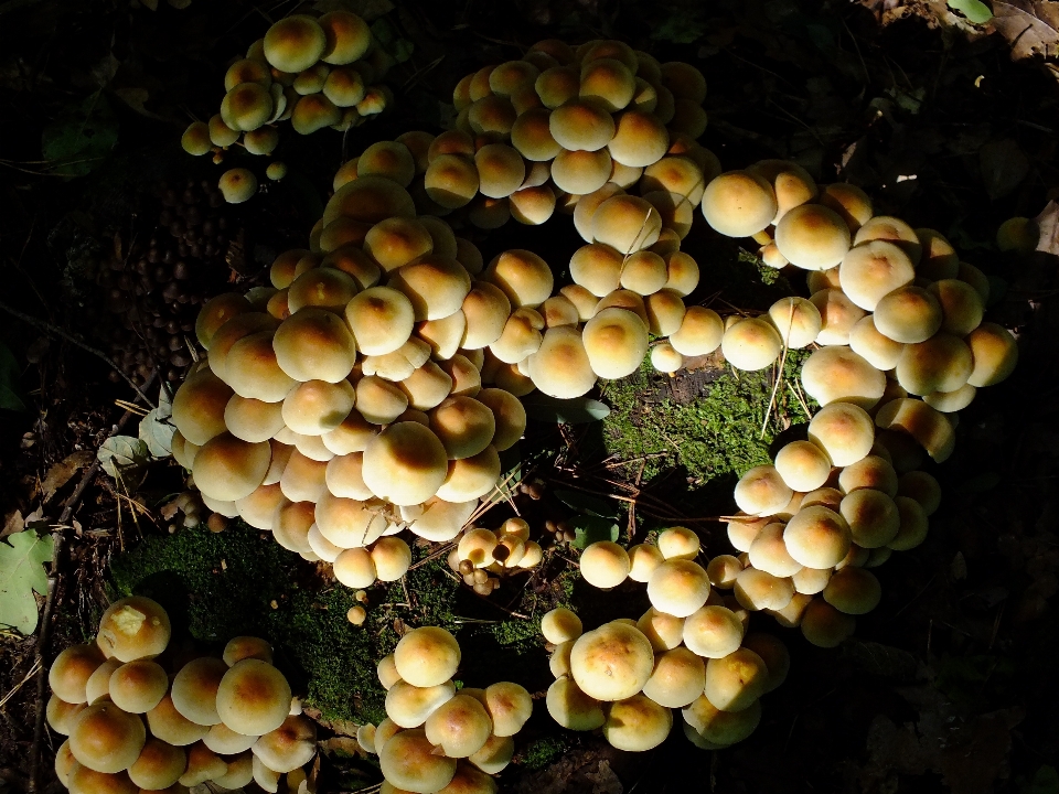 Forêt botanique
 champignon flore