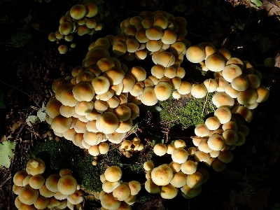 Forest botany mushroom flora Photo