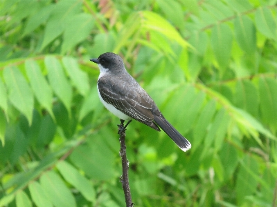 Nature outdoor branch bird Photo