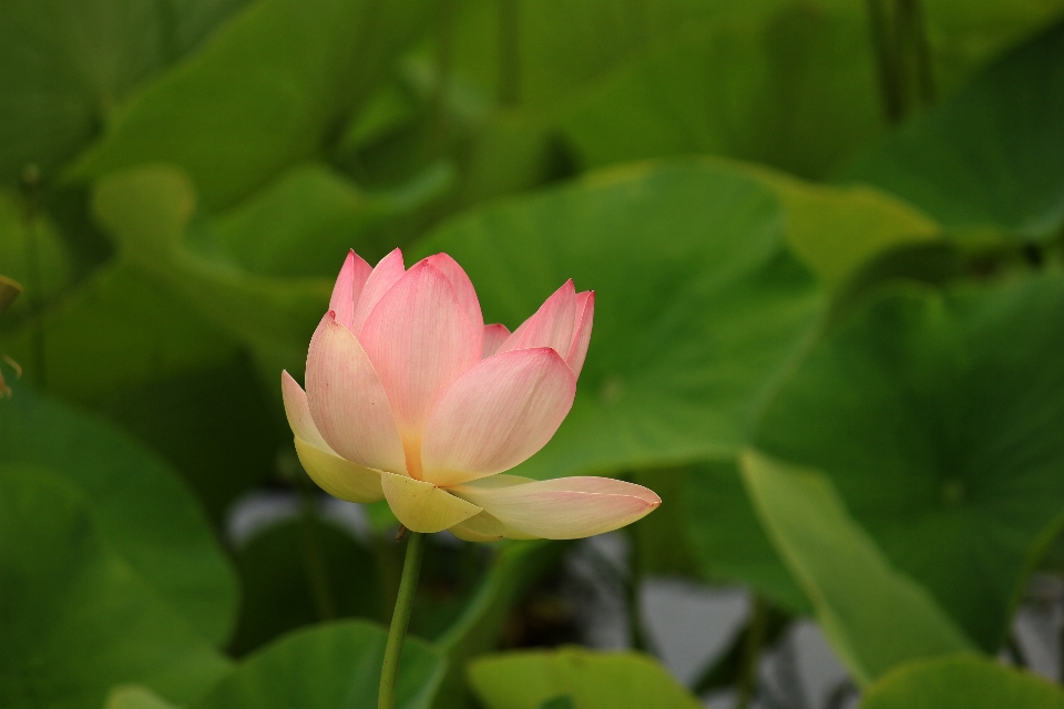 水 自然 花 植物