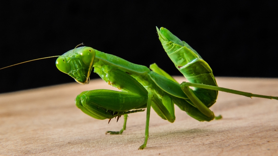 Blatt grün gottesanbeterin
 insekt