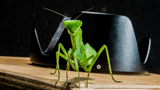 Photo Feuille vert mante religieuse
 insecte