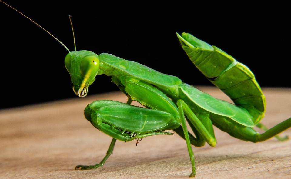 Verde louva-deus
 inseto fechar