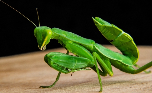 Photo Vert mante religieuse
 insecte fermer