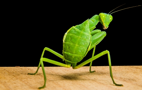 Photo Feuille vert mante religieuse
 insecte