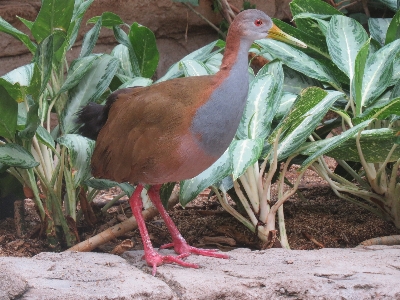 Forest outdoor branch bird Photo