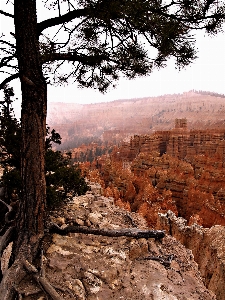 Landscape tree nature rock Photo