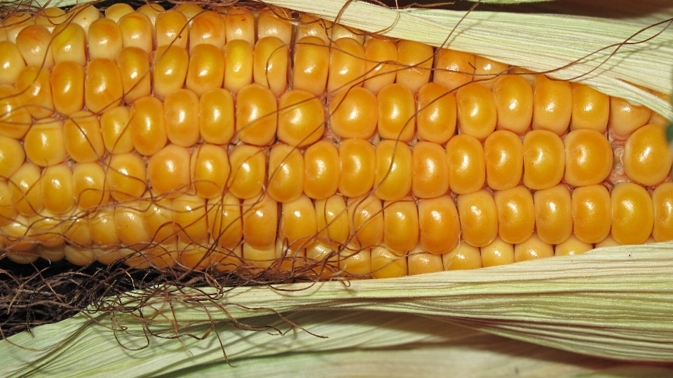 Pianta grano piatto cibo