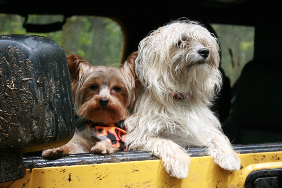 Voiture chiot chien animal