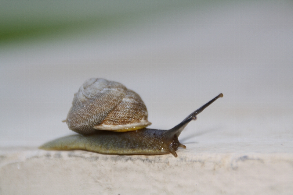 Spiral- tierwelt fauna hülse