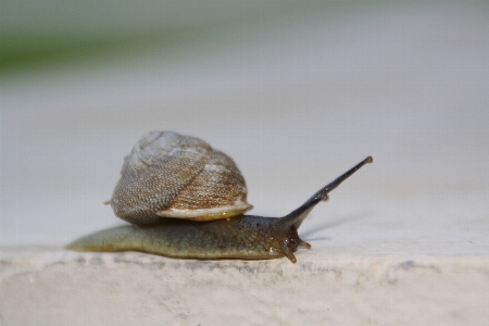 Foto Spirale animali selvatici fauna conchiglia