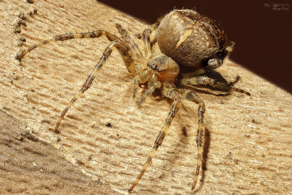 虫 大きい fauna 無脊椎動物