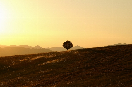 Landscape tree sand horizon Photo